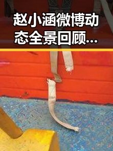 赵小涵微博动态全景回顾:从日常到争议的时间线